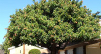 inland-empire-tree