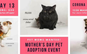 Corona Mothers Day Pet Adoption
