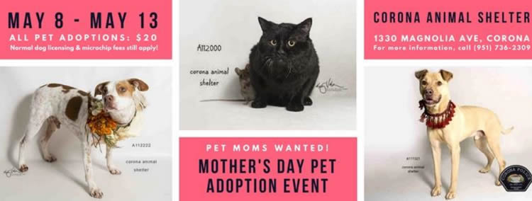 Corona Mothers Day Pet Adoption