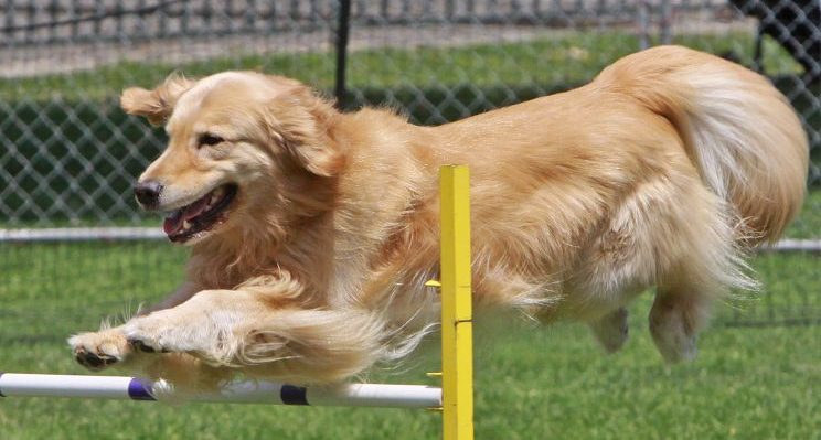 golden retriever agility