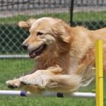 OntarioAgilityDog