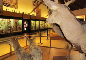 San Bernardino County Museum Hall of Diversity