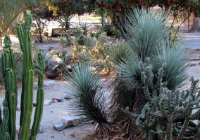 San Bernardino County Museum Desert Garden