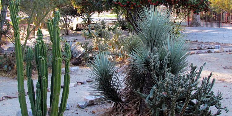 San Bernardino County Museum Desert Garden