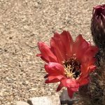 VVM-Cactus
