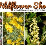 idyllwild-wildflower-show