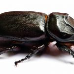 insect