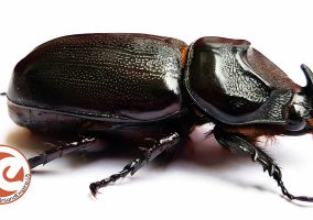 Insect, Beetle
