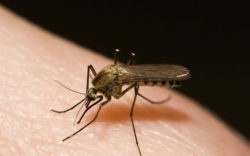 Riverside Mosquito