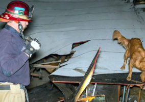Riverside Fire Rescue Dog