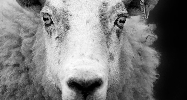 San Bernardino Museum Sheep
